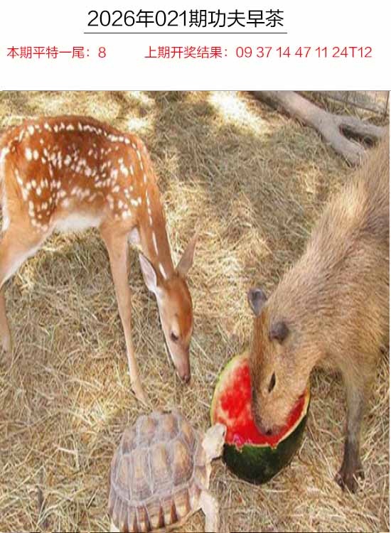 021期功夫早茶[图]