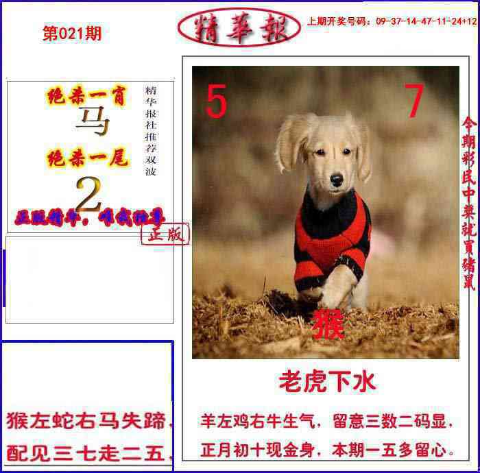 021期新精华报报[图]